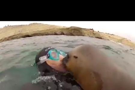 Radovedne morske živali